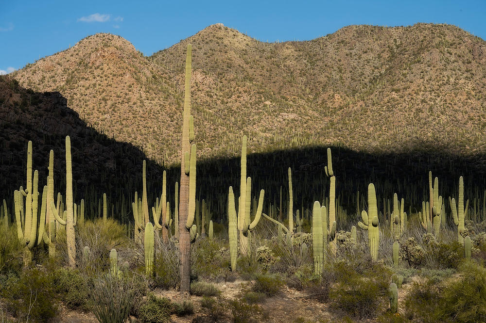 Saguaro West 
021823-552 : Arizona : Will Dickey Florida Fine Art Nature and Wildlife Photography - Images of Florida's First Coast - Nature and Landscape Photographs of Jacksonville, St. Augustine, Florida nature preserves
