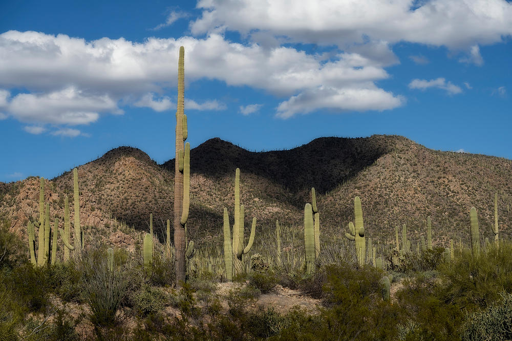 Saguaro West 
021823-581  : Arizona : Will Dickey Florida Fine Art Nature and Wildlife Photography - Images of Florida's First Coast - Nature and Landscape Photographs of Jacksonville, St. Augustine, Florida nature preserves