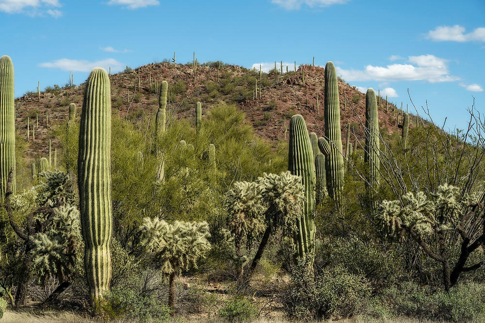 Saguaro West 
021823-606  : Arizona : Will Dickey Florida Fine Art Nature and Wildlife Photography - Images of Florida's First Coast - Nature and Landscape Photographs of Jacksonville, St. Augustine, Florida nature preserves