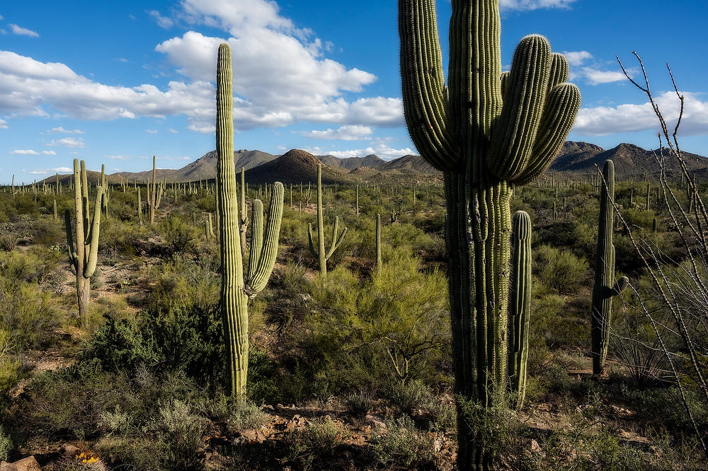 Saguaro West 
021823-671 : Arizona : Will Dickey Florida Fine Art Nature and Wildlife Photography - Images of Florida's First Coast - Nature and Landscape Photographs of Jacksonville, St. Augustine, Florida nature preserves