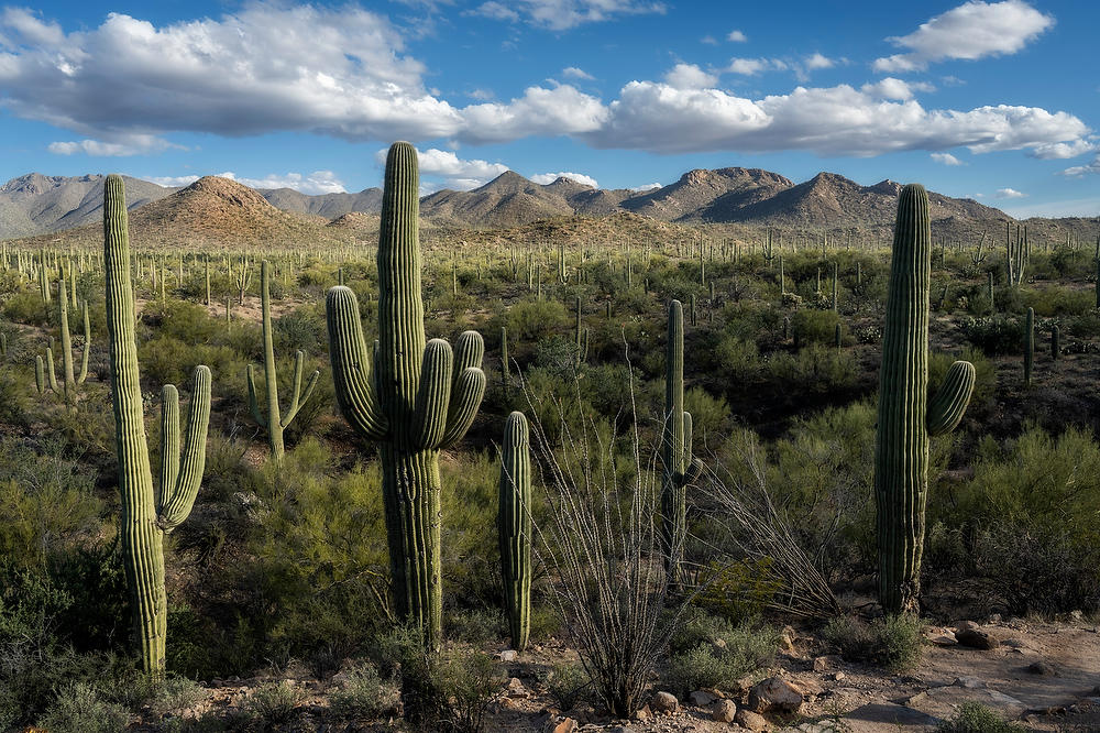 Saguaro West 
021823-690  : Arizona : Will Dickey Florida Fine Art Nature and Wildlife Photography - Images of Florida's First Coast - Nature and Landscape Photographs of Jacksonville, St. Augustine, Florida nature preserves