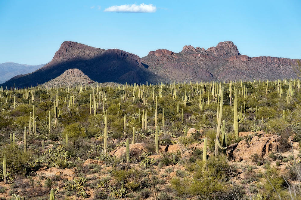 Saguaro West 
021823-700  : Arizona : Will Dickey Florida Fine Art Nature and Wildlife Photography - Images of Florida's First Coast - Nature and Landscape Photographs of Jacksonville, St. Augustine, Florida nature preserves