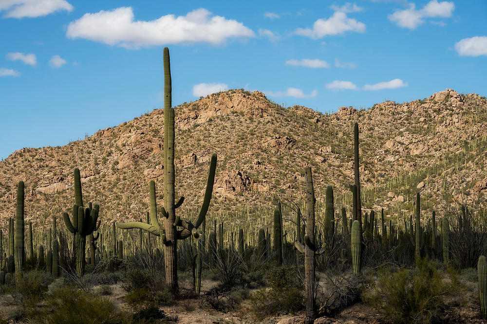 Saguaro West 
021923-542  : Arizona : Will Dickey Florida Fine Art Nature and Wildlife Photography - Images of Florida's First Coast - Nature and Landscape Photographs of Jacksonville, St. Augustine, Florida nature preserves