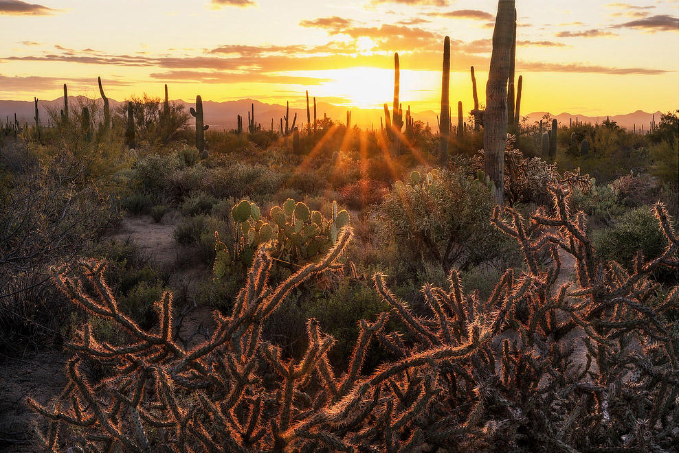 Saguaro Sunset 
021823-828 : Arizona : Will Dickey Florida Fine Art Nature and Wildlife Photography - Images of Florida's First Coast - Nature and Landscape Photographs of Jacksonville, St. Augustine, Florida nature preserves