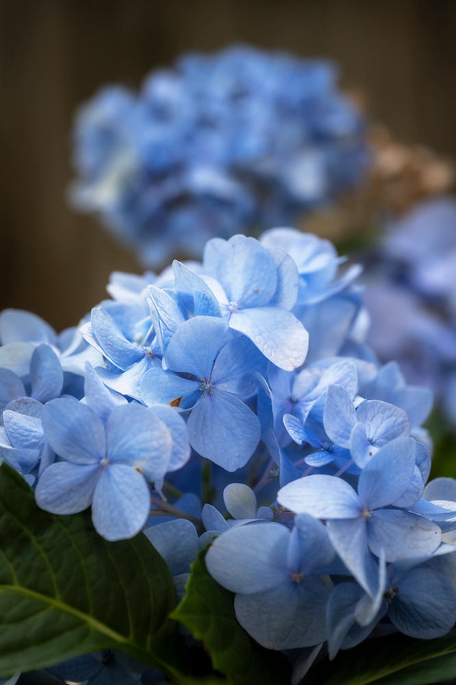 Hydrangea
060422-30 : Blooms : Will Dickey Florida Fine Art Nature and Wildlife Photography - Images of Florida's First Coast - Nature and Landscape Photographs of Jacksonville, St. Augustine, Florida nature preserves