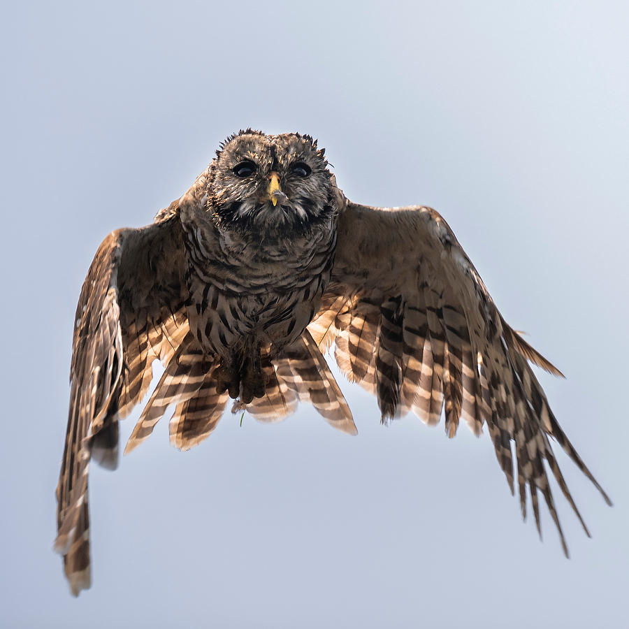 Barred Owl Old-Timer
071823-542 : Critters : Will Dickey Florida Fine Art Nature and Wildlife Photography - Images of Florida's First Coast - Nature and Landscape Photographs of Jacksonville, St. Augustine, Florida nature preserves