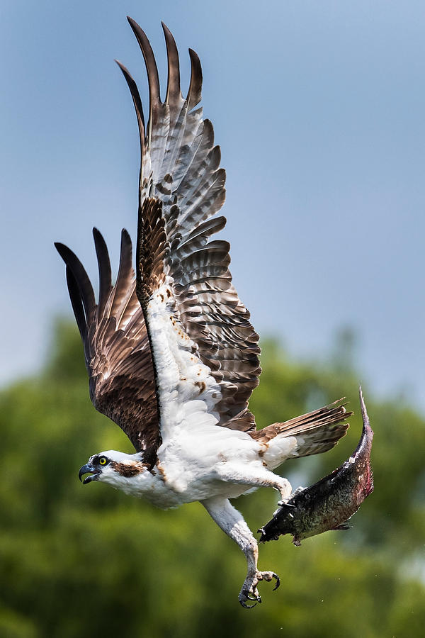 Osprey With Catch 
071823-602 : Critters : Will Dickey Florida Fine Art Nature and Wildlife Photography - Images of Florida's First Coast - Nature and Landscape Photographs of Jacksonville, St. Augustine, Florida nature preserves