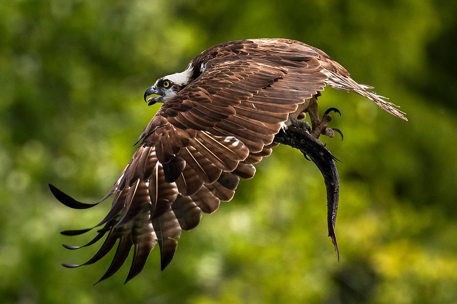 Osprey With Catch 
071923-614 : Critters : Will Dickey Florida Fine Art Nature and Wildlife Photography - Images of Florida's First Coast - Nature and Landscape Photographs of Jacksonville, St. Augustine, Florida nature preserves