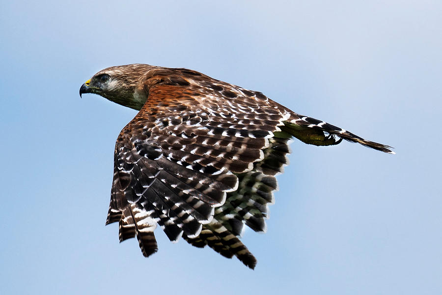 Red-shouldered-Hawk 071923-371 : Critters : Will Dickey Florida Fine Art Nature and Wildlife Photography - Images of Florida's First Coast - Nature and Landscape Photographs of Jacksonville, St. Augustine, Florida nature preserves