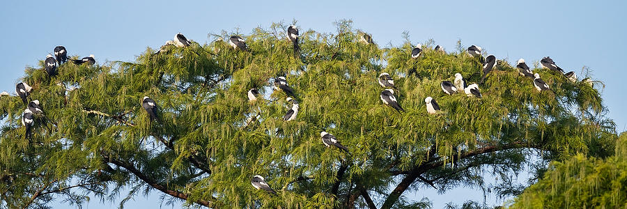 Sleepy Kites 
071823-30P : Critters : Will Dickey Florida Fine Art Nature and Wildlife Photography - Images of Florida's First Coast - Nature and Landscape Photographs of Jacksonville, St. Augustine, Florida nature preserves