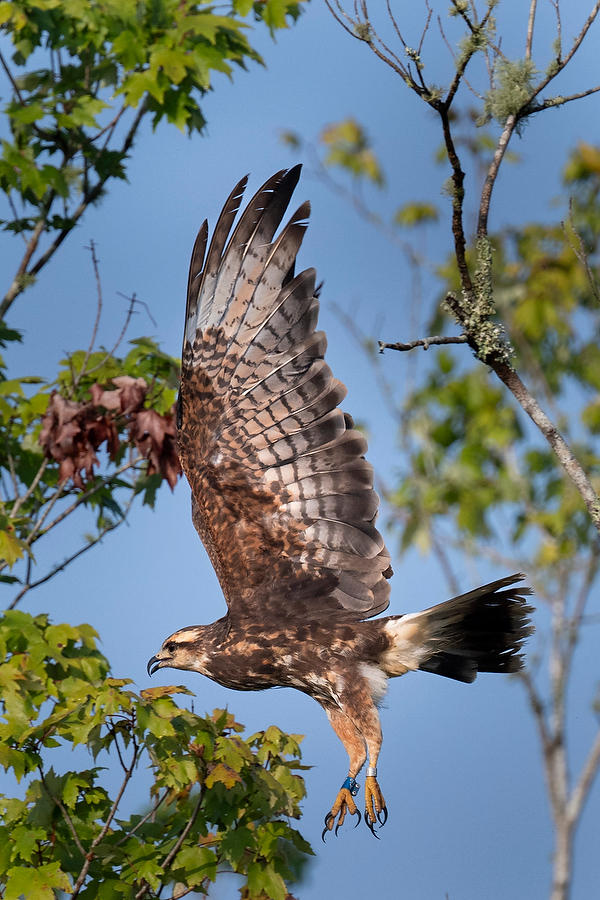 Snail Kite 
071823149 : Critters : Will Dickey Florida Fine Art Nature and Wildlife Photography - Images of Florida's First Coast - Nature and Landscape Photographs of Jacksonville, St. Augustine, Florida nature preserves