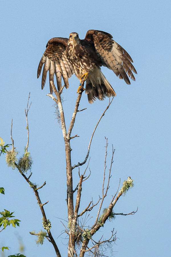 Snail Kite Stretch
071823-176 : Critters : Will Dickey Florida Fine Art Nature and Wildlife Photography - Images of Florida's First Coast - Nature and Landscape Photographs of Jacksonville, St. Augustine, Florida nature preserves