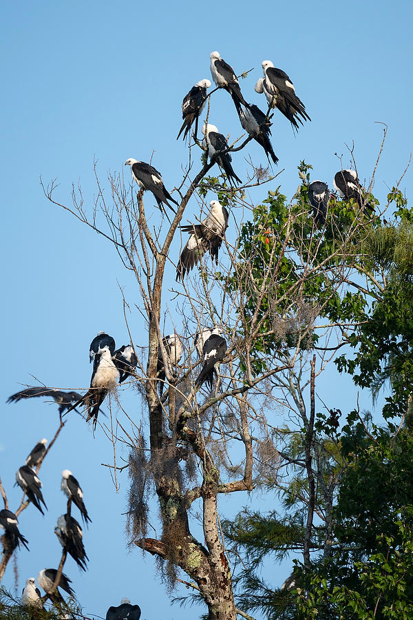 Swallowtail Kite Roost
071823-58 : Critters : Will Dickey Florida Fine Art Nature and Wildlife Photography - Images of Florida's First Coast - Nature and Landscape Photographs of Jacksonville, St. Augustine, Florida nature preserves