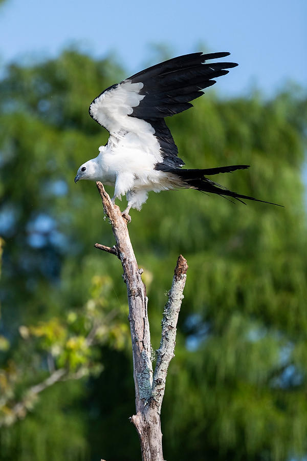 Swallowtail Kite Stretch 071823-219 : Critters : Will Dickey Florida Fine Art Nature and Wildlife Photography - Images of Florida's First Coast - Nature and Landscape Photographs of Jacksonville, St. Augustine, Florida nature preserves