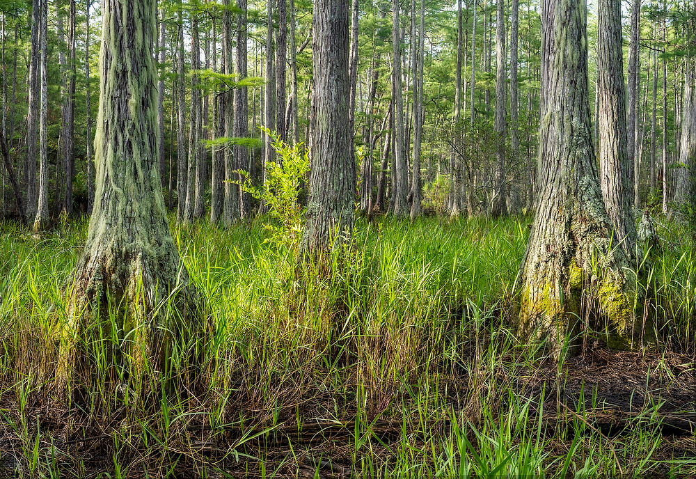 Rayonier Crandall Pasture
Cypress Stand 061322-287 : Waterways and Woods  : Will Dickey Florida Fine Art Nature and Wildlife Photography - Images of Florida's First Coast - Nature and Landscape Photographs of Jacksonville, St. Augustine, Florida nature preserves