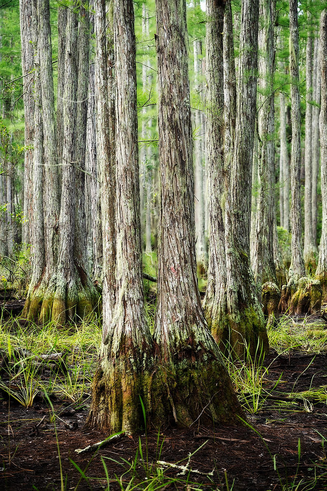 Rayonier Crandall Pasture
Cypress Stand 061322-321 : Waterways and Woods  : Will Dickey Florida Fine Art Nature and Wildlife Photography - Images of Florida's First Coast - Nature and Landscape Photographs of Jacksonville, St. Augustine, Florida nature preserves