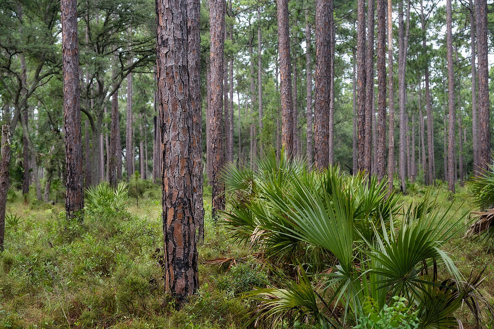 Rayonier Crandall Pasture Pines 061322-216 : Waterways and Woods  : Will Dickey Florida Fine Art Nature and Wildlife Photography - Images of Florida's First Coast - Nature and Landscape Photographs of Jacksonville, St. Augustine, Florida nature preserves