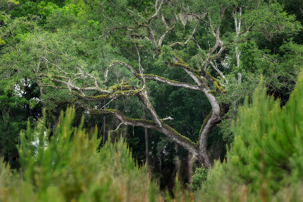 Rayonier Crandall Pasture 
Oak and Pines 061322-629 : Waterways and Woods  : Will Dickey Florida Fine Art Nature and Wildlife Photography - Images of Florida's First Coast - Nature and Landscape Photographs of Jacksonville, St. Augustine, Florida nature preserves