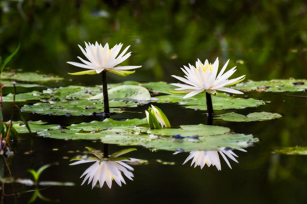 Rayonier Crandall Pasture
Water Lilies 061322-646 : Waterways and Woods  : Will Dickey Florida Fine Art Nature and Wildlife Photography - Images of Florida's First Coast - Nature and Landscape Photographs of Jacksonville, St. Augustine, Florida nature preserves