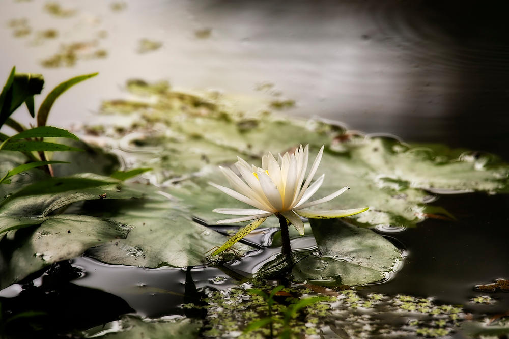 Rayonier Crandall Pasture Water Lily 061322-645 : Waterways and Woods  : Will Dickey Florida Fine Art Nature and Wildlife Photography - Images of Florida's First Coast - Nature and Landscape Photographs of Jacksonville, St. Augustine, Florida nature preserves