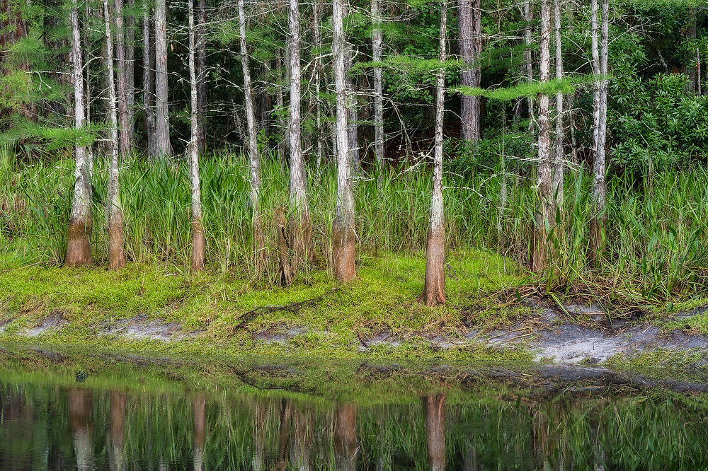 Rayonier Crandall Pasture Cypress Stand 061322-286 : Waterways and Woods  : Will Dickey Florida Fine Art Nature and Wildlife Photography - Images of Florida's First Coast - Nature and Landscape Photographs of Jacksonville, St. Augustine, Florida nature preserves