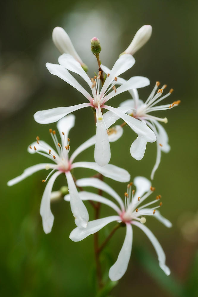 Rayonier Crandall Pasture Tarflower 061322-248 : Blooms : Will Dickey Florida Fine Art Nature and Wildlife Photography - Images of Florida's First Coast - Nature and Landscape Photographs of Jacksonville, St. Augustine, Florida nature preserves