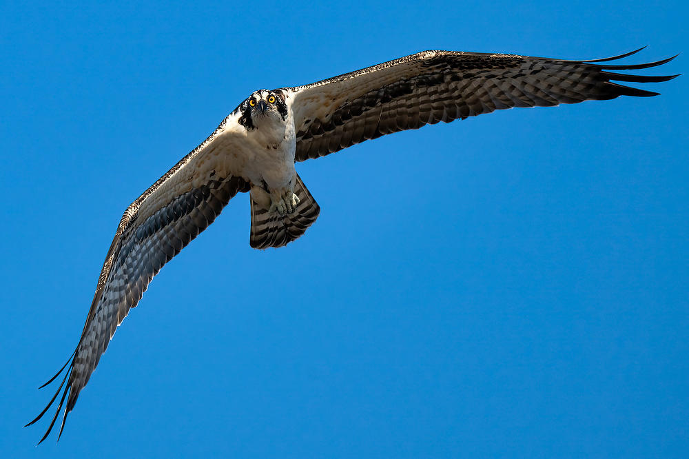 Big Talbot Osprey 
110523-403 : Critters : Will Dickey Florida Fine Art Nature and Wildlife Photography - Images of Florida's First Coast - Nature and Landscape Photographs of Jacksonville, St. Augustine, Florida nature preserves