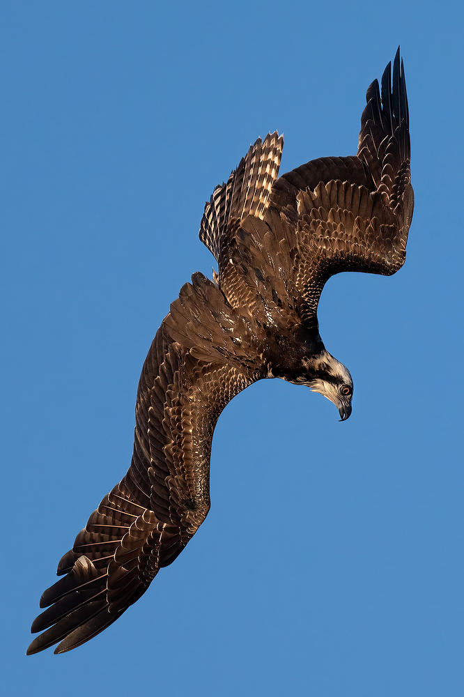 Osprey Dive 
110523-776 : Critters : Will Dickey Florida Fine Art Nature and Wildlife Photography - Images of Florida's First Coast - Nature and Landscape Photographs of Jacksonville, St. Augustine, Florida nature preserves