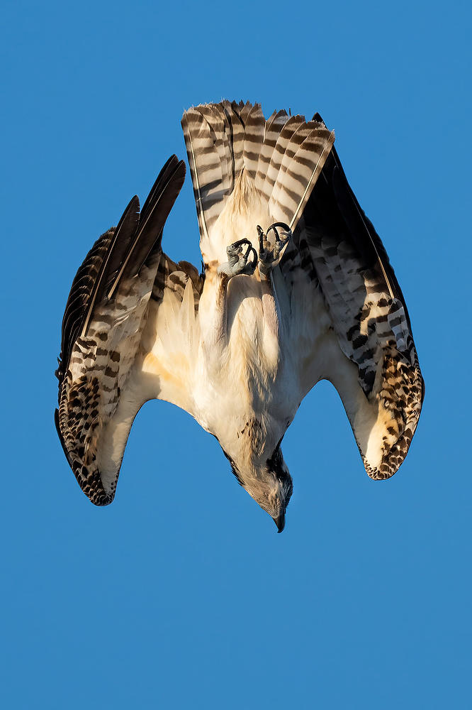 Osprey Dive 
110523-888 : Critters : Will Dickey Florida Fine Art Nature and Wildlife Photography - Images of Florida's First Coast - Nature and Landscape Photographs of Jacksonville, St. Augustine, Florida nature preserves