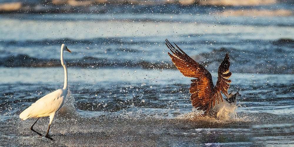 Osprey Jumps Ahead 
110523-1124 : Critters : Will Dickey Florida Fine Art Nature and Wildlife Photography - Images of Florida's First Coast - Nature and Landscape Photographs of Jacksonville, St. Augustine, Florida nature preserves