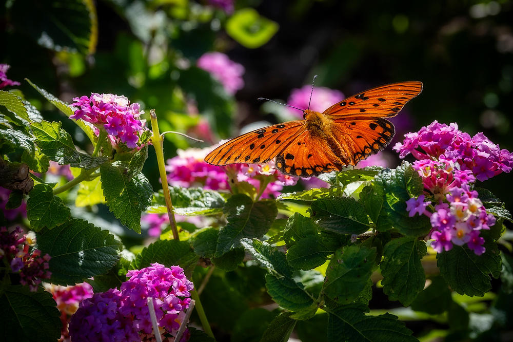 Gulf Fritillary Butterfly 110423-160 : Critters : Will Dickey Florida Fine Art Nature and Wildlife Photography - Images of Florida's First Coast - Nature and Landscape Photographs of Jacksonville, St. Augustine, Florida nature preserves