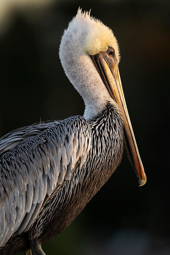 Pelican Portrait 
120723-647 : Critters : Will Dickey Florida Fine Art Nature and Wildlife Photography - Images of Florida's First Coast - Nature and Landscape Photographs of Jacksonville, St. Augustine, Florida nature preserves