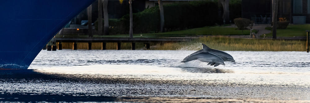 Mayport Dolphin Escort 120723-251 : Critters : Will Dickey Florida Fine Art Nature and Wildlife Photography - Images of Florida's First Coast - Nature and Landscape Photographs of Jacksonville, St. Augustine, Florida nature preserves