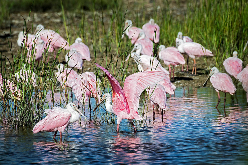 Roseate Spoonbills 
090321-149 : Critters : Will Dickey Florida Fine Art Nature and Wildlife Photography - Images of Florida's First Coast - Nature and Landscape Photographs of Jacksonville, St. Augustine, Florida nature preserves