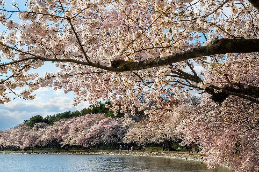 Tidal Basin Cherry Blossoms 031924-160 : Washington D.C. : Will Dickey Florida Fine Art Nature and Wildlife Photography - Images of Florida's First Coast - Nature and Landscape Photographs of Jacksonville, St. Augustine, Florida nature preserves