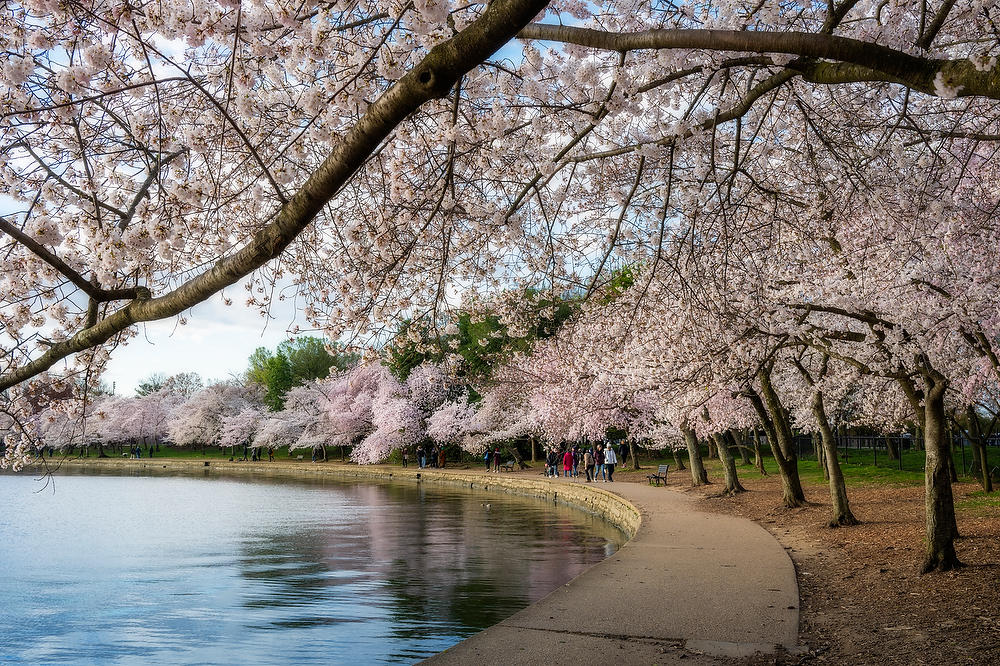 Tidal Basin Cherry Blossoms 031924-120 : Washington D.C. : Will Dickey Florida Fine Art Nature and Wildlife Photography - Images of Florida's First Coast - Nature and Landscape Photographs of Jacksonville, St. Augustine, Florida nature preserves