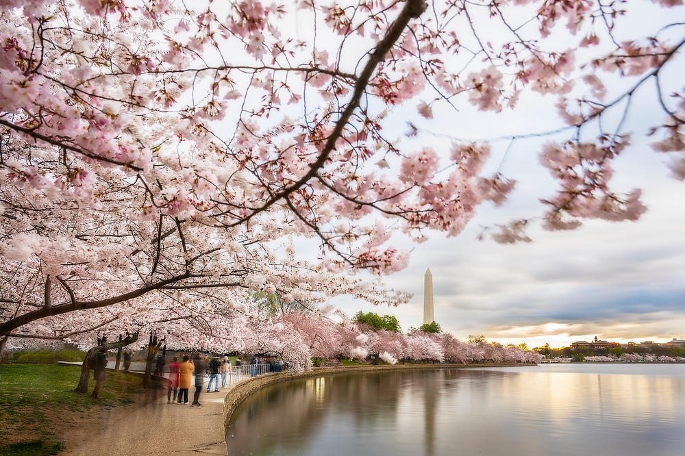 Washington Monument 
Cherry Blossoms 
031924-89 : Washington D.C. : Will Dickey Florida Fine Art Nature and Wildlife Photography - Images of Florida's First Coast - Nature and Landscape Photographs of Jacksonville, St. Augustine, Florida nature preserves