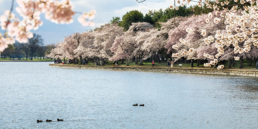 Tidal Basin Cherry Blossoms 031924-153P : Washington D.C. : Will Dickey Florida Fine Art Nature and Wildlife Photography - Images of Florida's First Coast - Nature and Landscape Photographs of Jacksonville, St. Augustine, Florida nature preserves