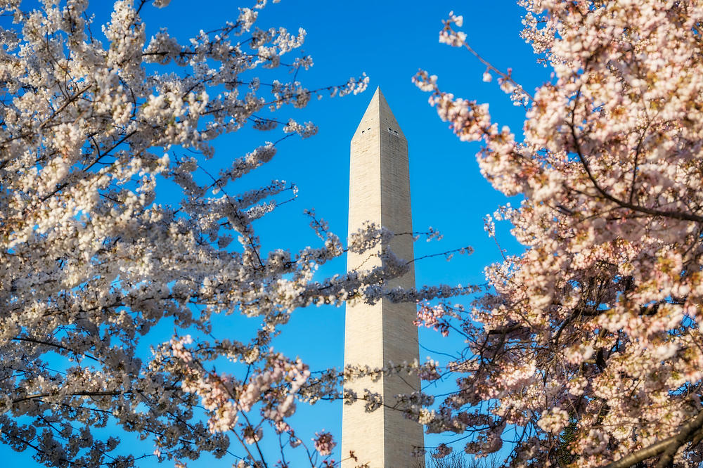 Washington Monument 
Cherry Blossoms 
031824-341 : Washington D.C. : Will Dickey Florida Fine Art Nature and Wildlife Photography - Images of Florida's First Coast - Nature and Landscape Photographs of Jacksonville, St. Augustine, Florida nature preserves