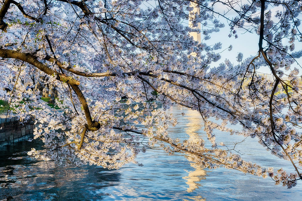 Washington Monument Reflection Cherry Blossoms 031824-279 : Washington D.C. : Will Dickey Florida Fine Art Nature and Wildlife Photography - Images of Florida's First Coast - Nature and Landscape Photographs of Jacksonville, St. Augustine, Florida nature preserves