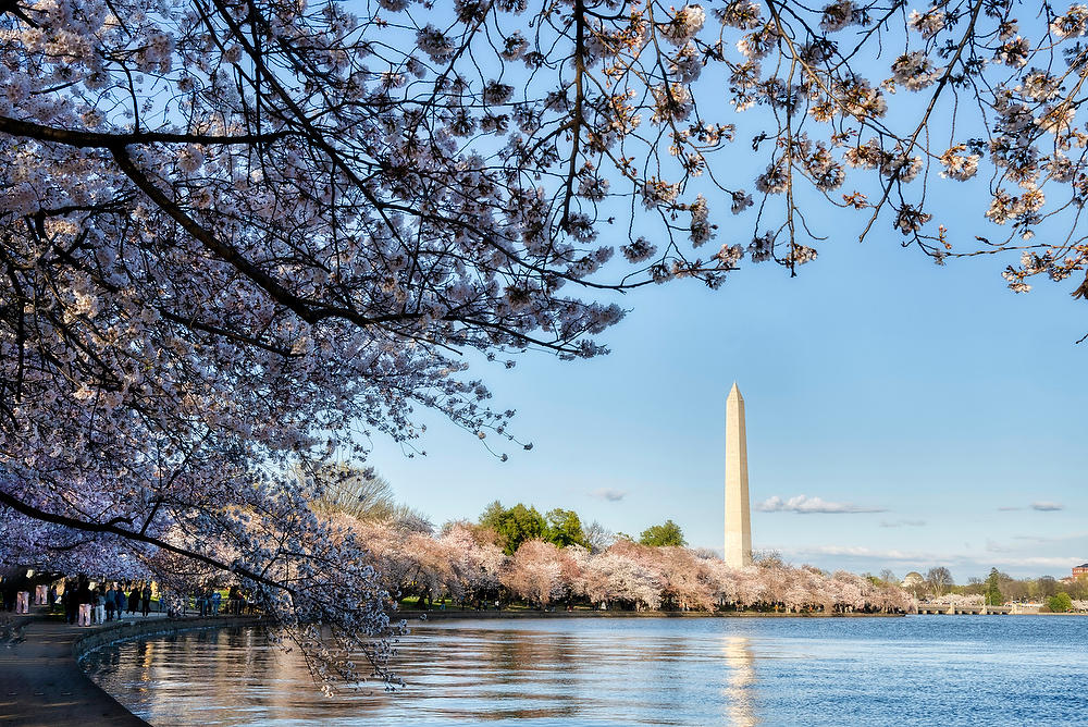 Washington Monument 
Cherry Blossoms 
031824-95 : Washington D.C. : Will Dickey Florida Fine Art Nature and Wildlife Photography - Images of Florida's First Coast - Nature and Landscape Photographs of Jacksonville, St. Augustine, Florida nature preserves