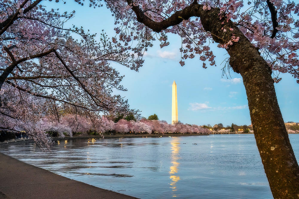 Washington Monument 
Cherry Blossoms
031824-524 : Washington D.C. : Will Dickey Florida Fine Art Nature and Wildlife Photography - Images of Florida's First Coast - Nature and Landscape Photographs of Jacksonville, St. Augustine, Florida nature preserves
