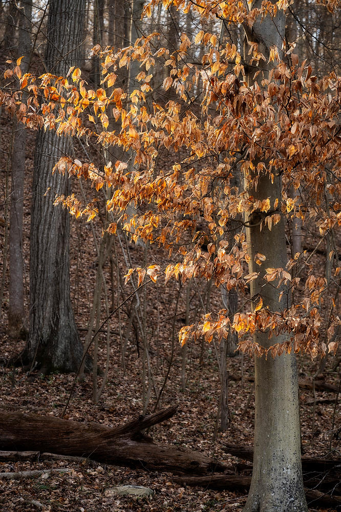 Great Falls Virginia 
Beech Tree
031724-63 : Waterways and Woods  : Will Dickey Florida Fine Art Nature and Wildlife Photography - Images of Florida's First Coast - Nature and Landscape Photographs of Jacksonville, St. Augustine, Florida nature preserves