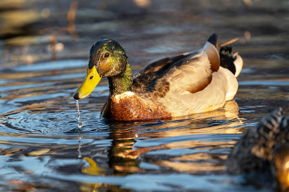 Male Mallard Duck 
031624-310 : Critters : Will Dickey Florida Fine Art Nature and Wildlife Photography - Images of Florida's First Coast - Nature and Landscape Photographs of Jacksonville, St. Augustine, Florida nature preserves