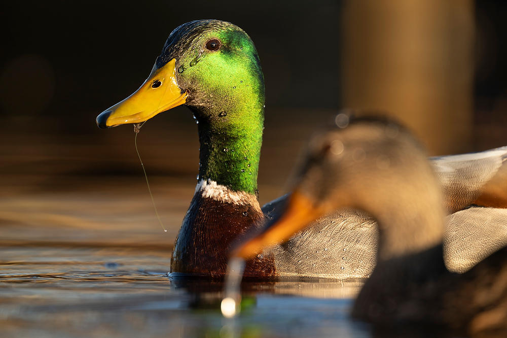 Mallard Ducks 
031624-159 : Critters : Will Dickey Florida Fine Art Nature and Wildlife Photography - Images of Florida's First Coast - Nature and Landscape Photographs of Jacksonville, St. Augustine, Florida nature preserves