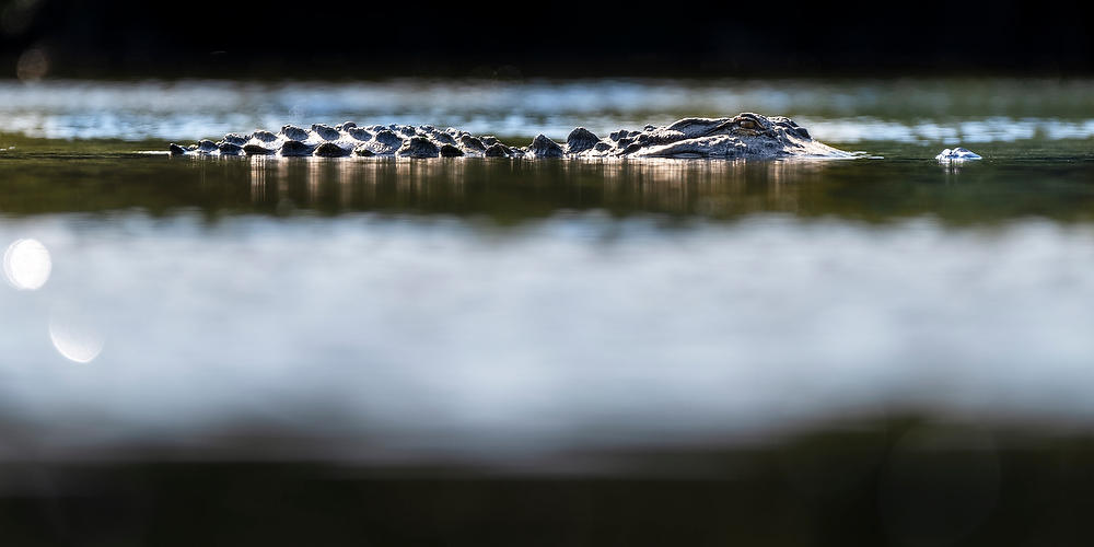 Gator Cruisin' 
042224-52P : Critters : Will Dickey Florida Fine Art Nature and Wildlife Photography - Images of Florida's First Coast - Nature and Landscape Photographs of Jacksonville, St. Augustine, Florida nature preserves