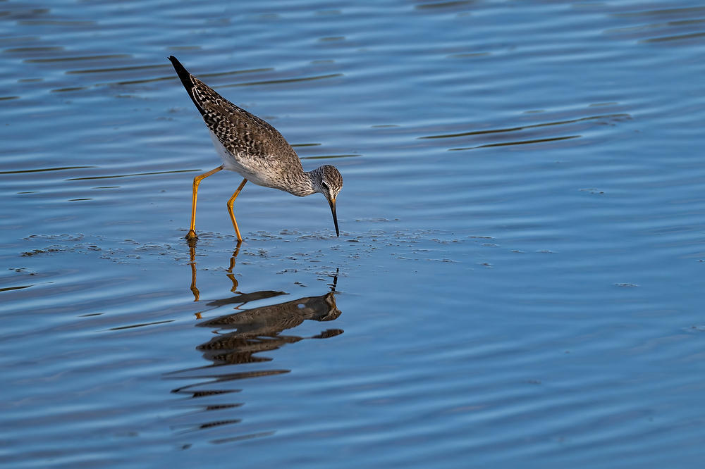 Sandpiper Big Talbot 
041424-545 : Critters : Will Dickey Florida Fine Art Nature and Wildlife Photography - Images of Florida's First Coast - Nature and Landscape Photographs of Jacksonville, St. Augustine, Florida nature preserves