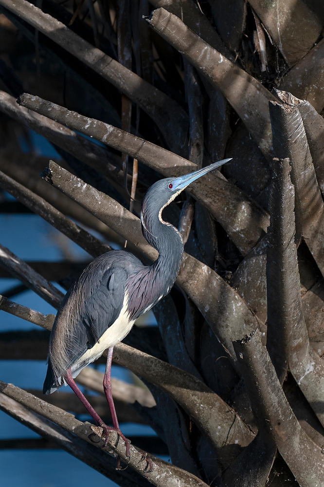 Tri-colored heron
042224-746 : Critters : Will Dickey Florida Fine Art Nature and Wildlife Photography - Images of Florida's First Coast - Nature and Landscape Photographs of Jacksonville, St. Augustine, Florida nature preserves