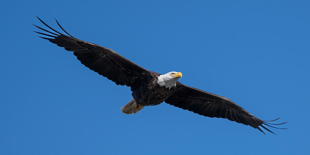 Bald Eagle, BigTalbot Island
042924-12P : Critters : Will Dickey Florida Fine Art Nature and Wildlife Photography - Images of Florida's First Coast - Nature and Landscape Photographs of Jacksonville, St. Augustine, Florida nature preserves