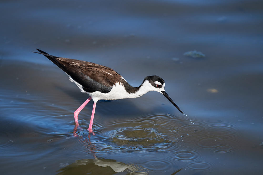 Black Necked Stilt 
042924-222 : Critters : Will Dickey Florida Fine Art Nature and Wildlife Photography - Images of Florida's First Coast - Nature and Landscape Photographs of Jacksonville, St. Augustine, Florida nature preserves